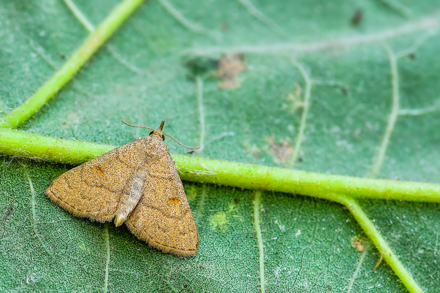 Paracolax tristalis - sárgás karcsúbagoly