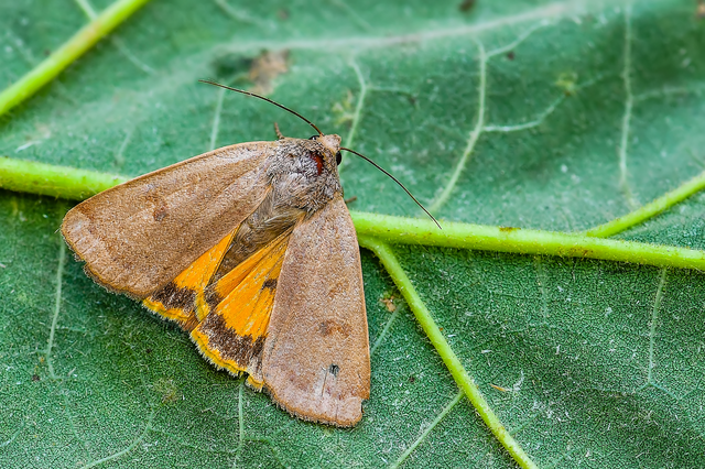 Noctua comes - kis sárgafűbagoly