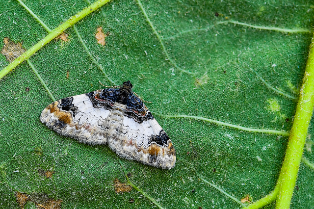 Catarhoe cuculata - csuklyás tarkaaraszoló