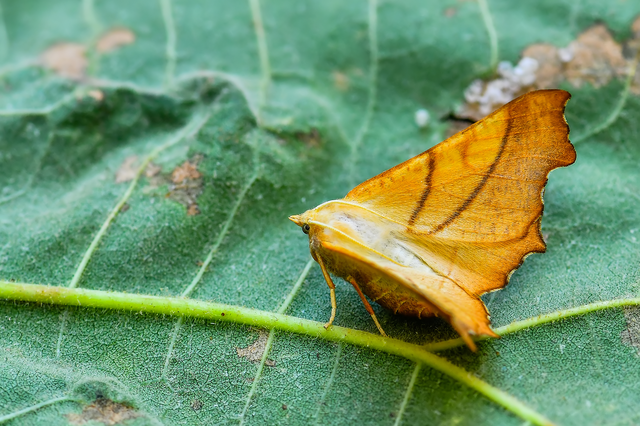Ennomos fuscantaria - kőris-levélaraszoló