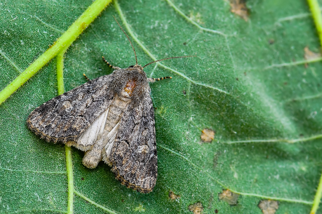 Luperina testacea - barnás szürkebagoly