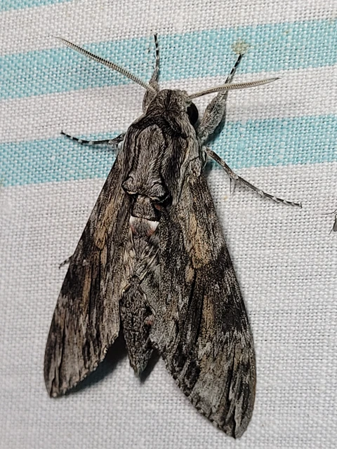 Agrius convolvuli - szulákszender