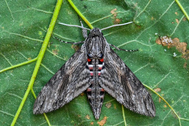 Agrius convolvuli - szulákszender