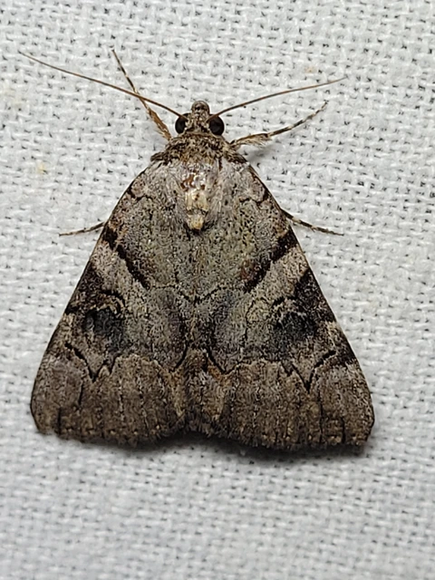 Catocala hymenaea - kökény-övesbagoly