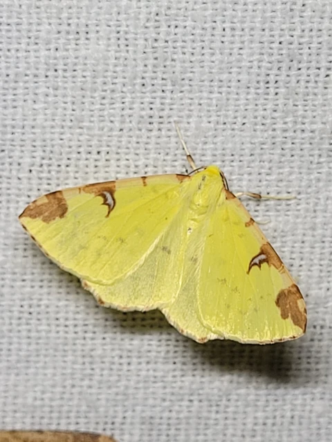 Opisthograptis luteolata - citromsárga araszoló