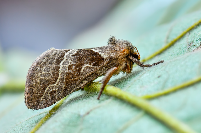 Triodia sylvina - kis gyökérrágólepke