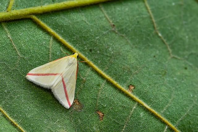 Rhodometra sacraria - rózsacsíkos araszoló