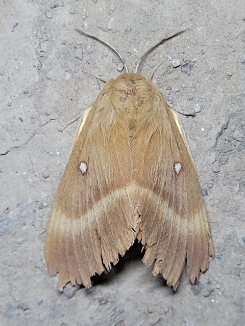 Lasiocampa quercus - tölgyfaszövő