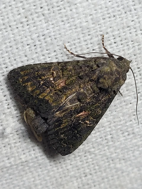 Anophia leucomelas - déli folyófűbagoly