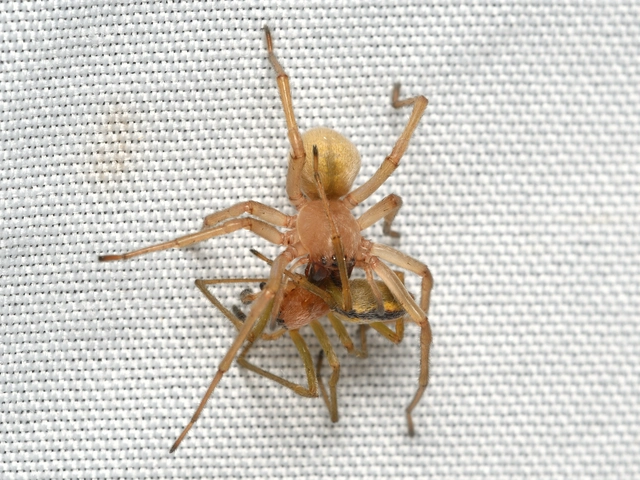 Cheiracanthium