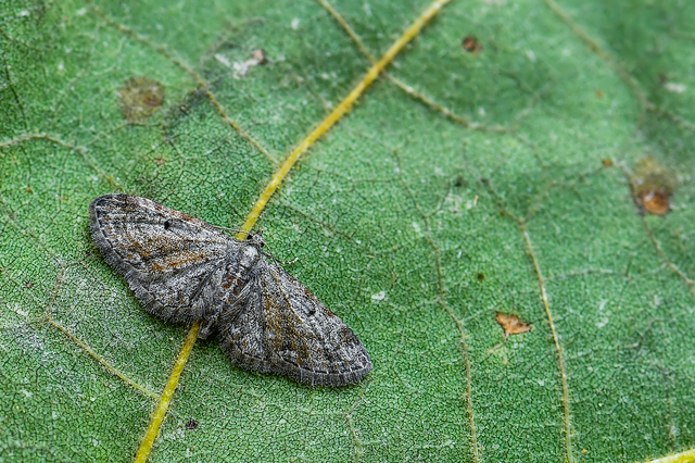Eupithecia tenuiata - sötétszegélyű törpearaszoló