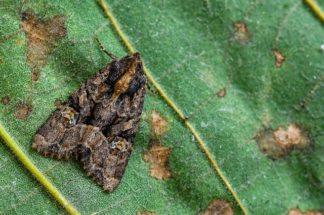 Mesapamea secalella/secalis