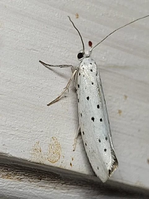 Yponomeuta