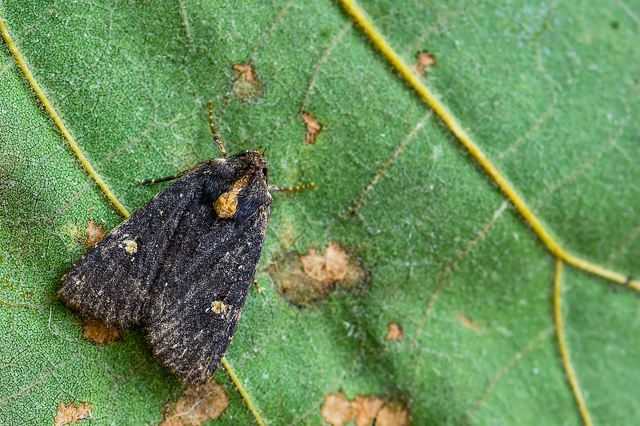 Mesapamea secalella/secalis