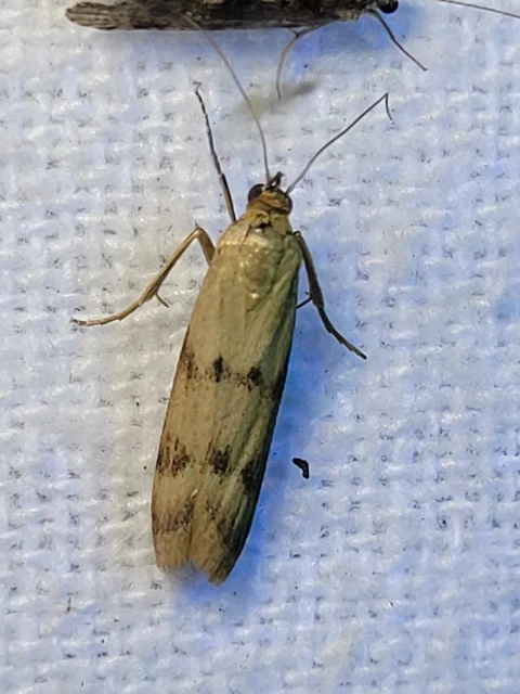 Homoeosoma sinuella - agyagsárga karcsúmoly