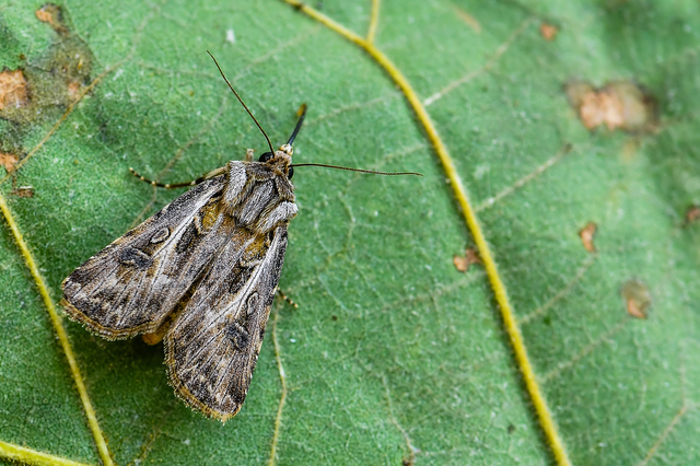 Agrotis vestigialis - őszi földibagoly