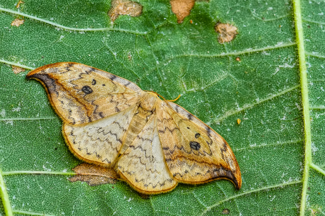 Drepana falcataria - nyárfa-sarlósszövő