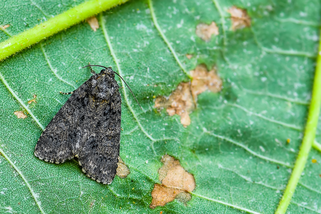 Acronicta rumicis - sóska-szigonyosbagoly