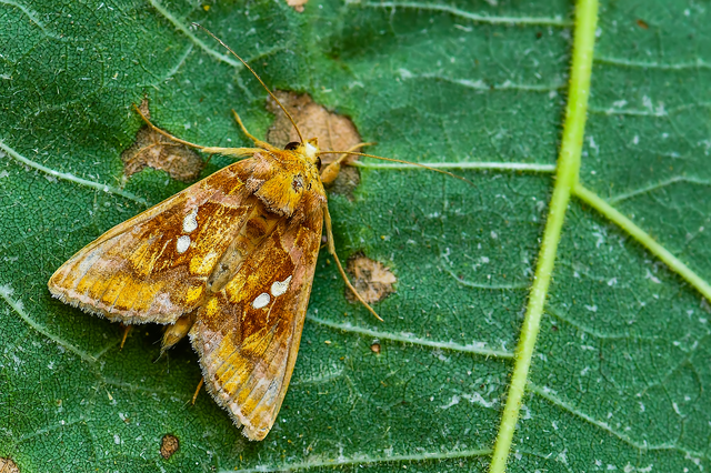 Chrysodeixis chalcites - déli aranybagoly