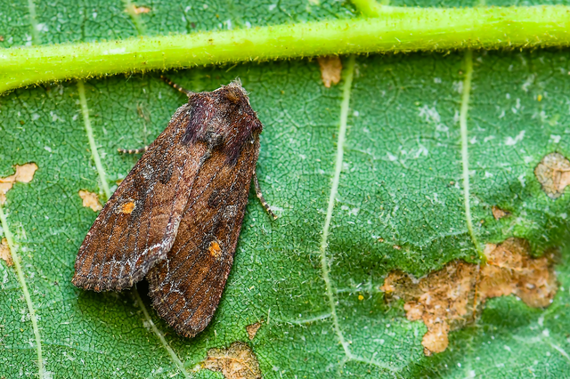 Lacanobia oleracea - saláta-kertibagoly