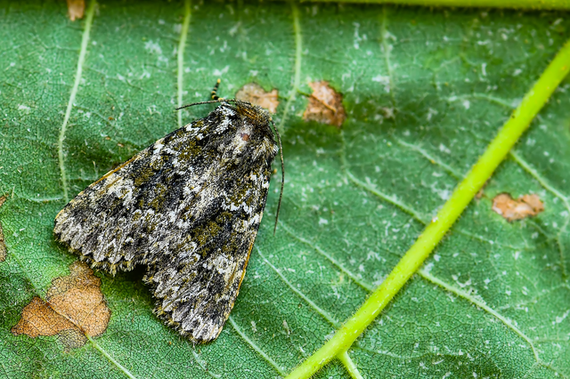 Polymixis polymita - kankalin-tarkabagoly