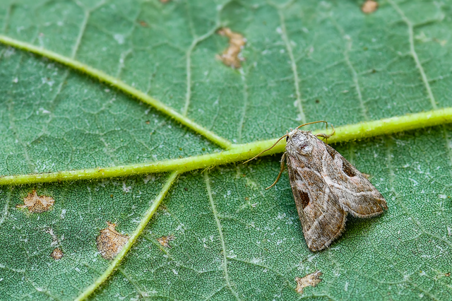 Eucarta virgo - mocsári ametisztbagoly