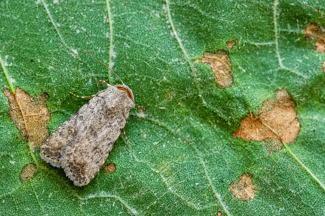 Paradrina clavipalpis - közönséges selymesbagoly