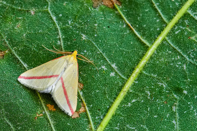 Rhodometra sacraria - rózsacsíkos araszoló