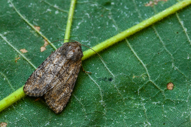 Luperina testacea - barnás szürkebagoly