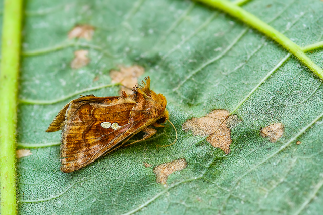 Chrysodeixis chalcites - déli aranybagoly