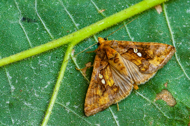 Chrysodeixis chalcites - déli aranybagoly