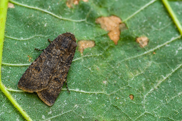 Agrotis segetum - vetési földibagoly