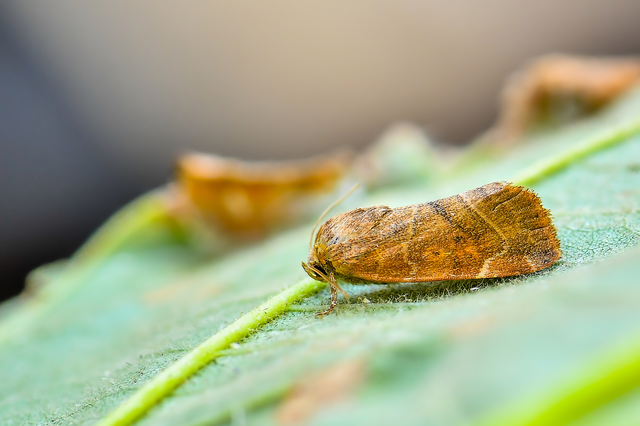Cosmia affinis - barna lombbagoly