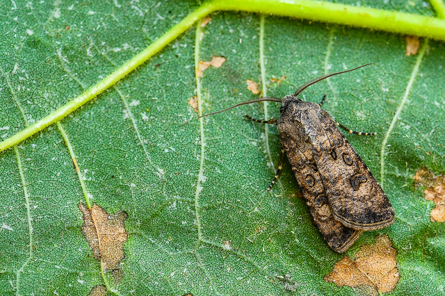 Agrotis segetum - vetési földibagoly