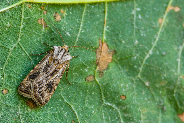 Agrotis vestigialis - őszi földibagoly