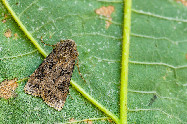 Agrotis bigramma - kétjegyű földibagoly