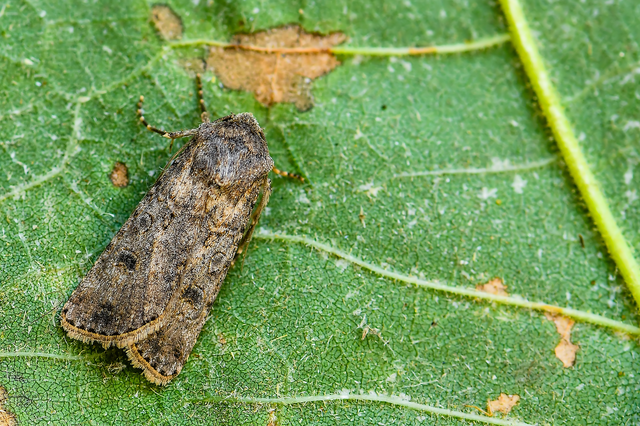 Agrotis segetum - vetési földibagoly