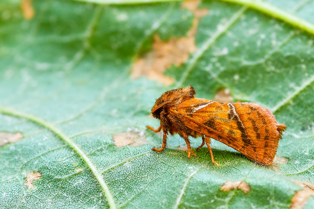 Triodia sylvina - kis gyökérrágólepke