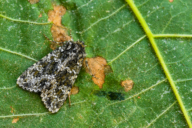 Polymixis polymita - kankalin-tarkabagoly