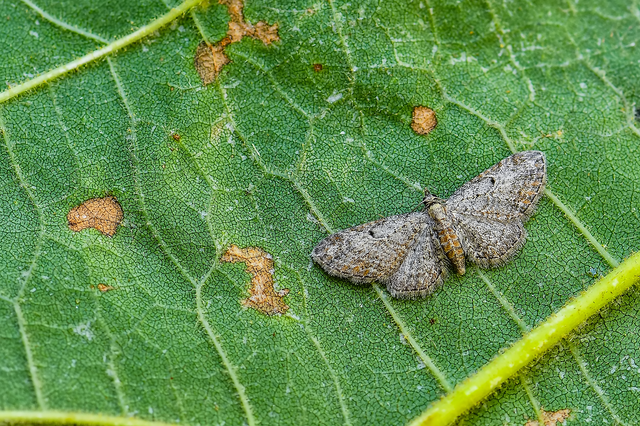 Eupithecia tenuiata - sötétszegélyű törpearaszoló