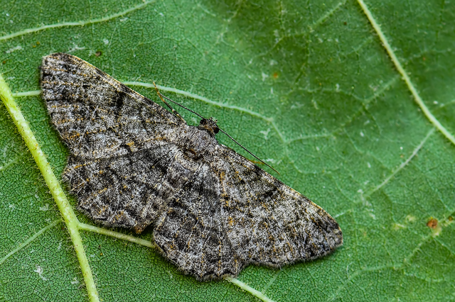 Peribatodes rhomboidaria - ékköves faaraszoló