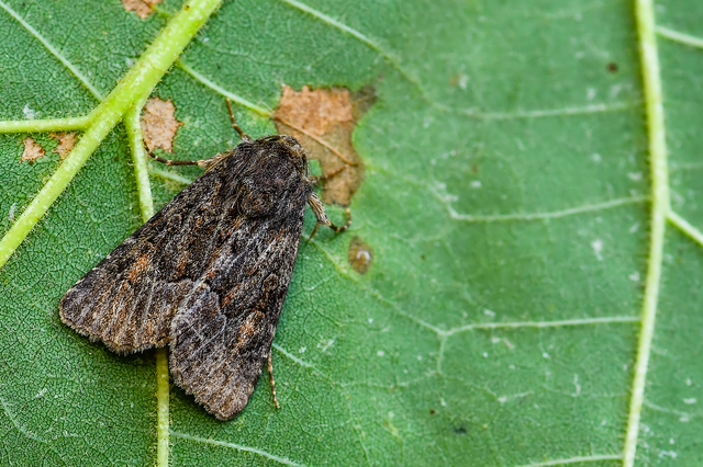 Thalpophila matura - fakó erdeibagoly
