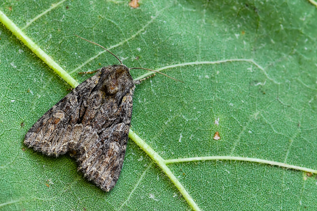 Lacanobia thalassina - borbolya-kertibagoly