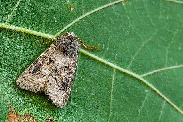 Agrotis bigramma - kétjegyű földibagoly