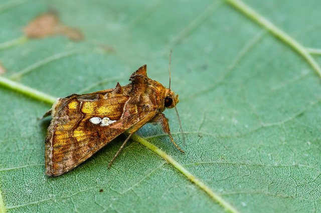 Chrysodeixis chalcites - déli aranybagoly