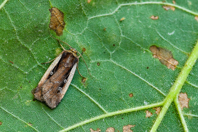 Ochropleura plecta - fehérszegélyű fűbagoly
