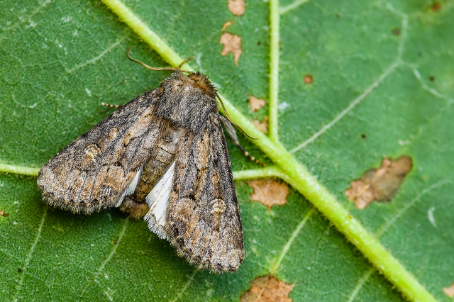 Luperina testacea - barnás szürkebagoly
