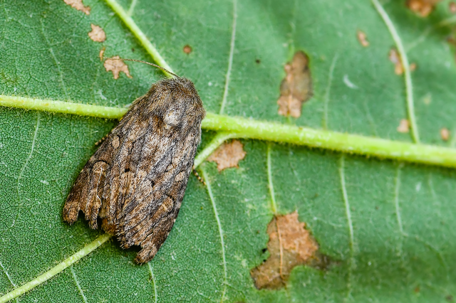 Luperina testacea - barnás szürkebagoly