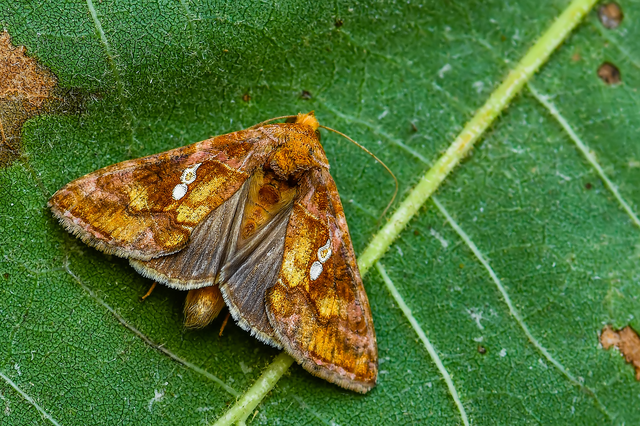 Chrysodeixis chalcites - déli aranybagoly