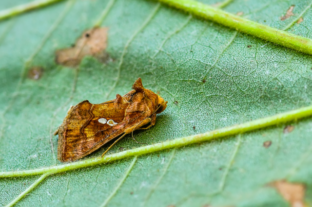 Chrysodeixis chalcites - déli aranybagoly